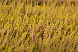 Calluna vulgaris Gardengirls® 'Golden Angie' - Winterharte Knospenheide Gardengirls® 'Golden Angie' Calluna vulgaris Gardengirls® 'Golden Angie' - Winterharte Knospenheide Gardengirls® 'Golden Angie'
