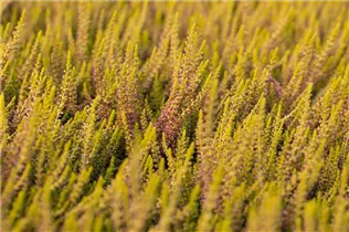 Calluna vulgaris Gardengirls® 'Golden Angie' - Winterharte Knospenheide Gardengirls® 'Golden Angie' Calluna vulgaris Gardengirls® 'Golden Angie' - Winterharte Knospenheide Gardengirls® 'Golden Angie'