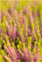 Calluna vulgaris Gardengirls® 'Golden Angie' - Winterharte Knospenheide Gardengirls® 'Golden Angie' Calluna vulgaris Gardengirls® 'Golden Angie' - Winterharte Knospenheide Gardengirls® 'Golden Angie'