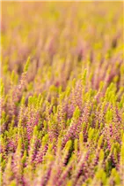 Calluna vulgaris Gardengirls® 'Golden Angie' - Winterharte Knospenheide Gardengirls® 'Golden Angie' Calluna vulgaris Gardengirls® 'Golden Angie' - Winterharte Knospenheide Gardengirls® 'Golden Angie'