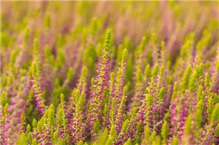 Calluna vulgaris Gardengirls® 'Golden Angie' - Winterharte Knospenheide Gardengirls® 'Golden Angie' Calluna vulgaris Gardengirls® 'Golden Angie' - Winterharte Knospenheide Gardengirls® 'Golden Angie'