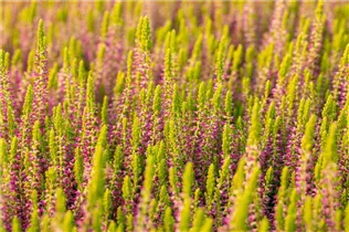 Calluna vulgaris Gardengirls® 'Golden Angie' - Winterharte Knospenheide Gardengirls® 'Golden Angie' Calluna vulgaris Gardengirls® 'Golden Angie' - Winterharte Knospenheide Gardengirls® 'Golden Angie'
