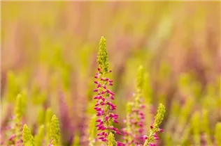 Calluna vulgaris Gardengirls® 'Golden Angie' - Winterharte Knospenheide Gardengirls® 'Golden Angie' Calluna vulgaris Gardengirls® 'Golden Angie' - Winterharte Knospenheide Gardengirls® 'Golden Angie'