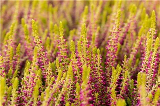 Calluna vulgaris Gardengirls® 'Golden Angie' - Winterharte Knospenheide Gardengirls® 'Golden Angie' Calluna vulgaris Gardengirls® 'Golden Angie' - Winterharte Knospenheide Gardengirls® 'Golden Angie'