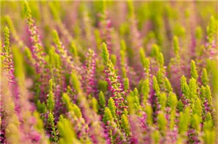 Calluna vulgaris Gardengirls® 'Golden Angie' - Winterharte Knospenheide Gardengirls® 'Golden Angie' Calluna vulgaris Gardengirls® 'Golden Angie' - Winterharte Knospenheide Gardengirls® 'Golden Angie'