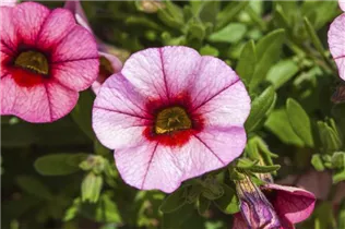 Calibrachoa 'MiniFamous'® - Zauberglöckchen 'MiniFamous'® Calibrachoa 'MiniFamous'® - Zauberglöckchen 'MiniFamous'®