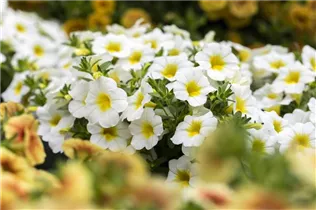 Calibrachoa 'MiniFamous'® - Zauberglöckchen 'MiniFamous'® Calibrachoa 'MiniFamous'® - Zauberglöckchen 'MiniFamous'®