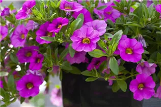 Calibrachoa 'MiniFamous'® - Zauberglöckchen 'MiniFamous'® Calibrachoa 'MiniFamous'® - Zauberglöckchen 'MiniFamous'®