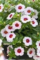Calibrachoa 'MiniFamous'® - Zauberglöckchen 'MiniFamous'® Calibrachoa 'MiniFamous'® - Zauberglöckchen 'MiniFamous'®