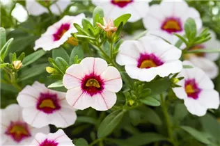Calibrachoa 'MiniFamous'® - Zauberglöckchen 'MiniFamous'® Calibrachoa 'MiniFamous'® - Zauberglöckchen 'MiniFamous'®