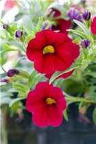 Calibrachoa 'MiniFamous'® - Zauberglöckchen 'MiniFamous'® Calibrachoa 'MiniFamous'® - Zauberglöckchen 'MiniFamous'®
