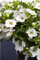 Calibrachoa 'MiniFamous'® - Zauberglöckchen 'MiniFamous'® Calibrachoa 'MiniFamous'® - Zauberglöckchen 'MiniFamous'®