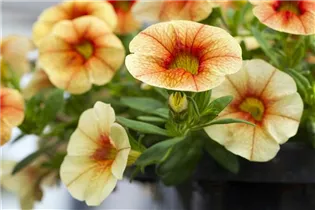 Calibrachoa 'MiniFamous'® - Zauberglöckchen 'MiniFamous'® Calibrachoa 'MiniFamous'® - Zauberglöckchen 'MiniFamous'®