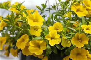 Calibrachoa 'MiniFamous'® - Zauberglöckchen 'MiniFamous'® Calibrachoa 'MiniFamous'® - Zauberglöckchen 'MiniFamous'®
