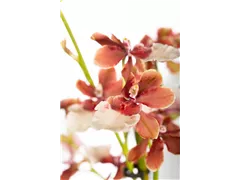 Cambria 'Bartley White' - Cambria-Orchidee 'Bartley White' Cambria 'Bartley White' - Cambria-Orchidee 'Bartley White'