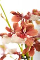 Cambria 'Bartley White' - Cambria-Orchidee 'Bartley White' Cambria 'Bartley White' - Cambria-Orchidee 'Bartley White'