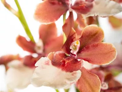 Cambria 'Bartley White' - Cambria-Orchidee 'Bartley White' Cambria 'Bartley White' - Cambria-Orchidee 'Bartley White'
