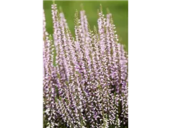 Calluna vulgaris Gardengirls® 'Hilda' - Winterharte Knospenheide Gardengirls® 'Hilda' Calluna vulgaris Gardengirls® 'Hilda' - Winterharte Knospenheide Gardengirls® 'Hilda'