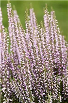 Calluna vulgaris Gardengirls® 'Hilda' - Winterharte Knospenheide Gardengirls® 'Hilda' Calluna vulgaris Gardengirls® 'Hilda' - Winterharte Knospenheide Gardengirls® 'Hilda'