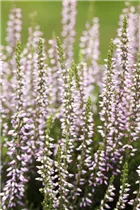Calluna vulgaris Gardengirls® 'Hilda' - Winterharte Knospenheide Gardengirls® 'Hilda' Calluna vulgaris Gardengirls® 'Hilda' - Winterharte Knospenheide Gardengirls® 'Hilda'