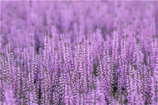 Calluna vulgaris Gardengirls® 'Hilda' - Winterharte Knospenheide Gardengirls® 'Hilda' Calluna vulgaris Gardengirls® 'Hilda' - Winterharte Knospenheide Gardengirls® 'Hilda'