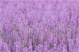 Calluna vulgaris Gardengirls® 'Hilda' - Winterharte Knospenheide Gardengirls® 'Hilda' Calluna vulgaris Gardengirls® 'Hilda' - Winterharte Knospenheide Gardengirls® 'Hilda'