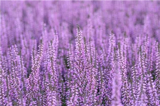 Calluna vulgaris Gardengirls® 'Hilda' - Winterharte Knospenheide Gardengirls® 'Hilda' Calluna vulgaris Gardengirls® 'Hilda' - Winterharte Knospenheide Gardengirls® 'Hilda'