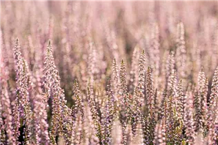 Calluna vulgaris Gardengirls® 'Hilda' - Winterharte Knospenheide Gardengirls® 'Hilda' Calluna vulgaris Gardengirls® 'Hilda' - Winterharte Knospenheide Gardengirls® 'Hilda'