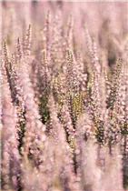 Calluna vulgaris Gardengirls® 'Hilda' - Winterharte Knospenheide Gardengirls® 'Hilda' Calluna vulgaris Gardengirls® 'Hilda' - Winterharte Knospenheide Gardengirls® 'Hilda'