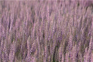 Calluna vulgaris Gardengirls® 'Hilda' - Winterharte Knospenheide Gardengirls® 'Hilda' Calluna vulgaris Gardengirls® 'Hilda' - Winterharte Knospenheide Gardengirls® 'Hilda'