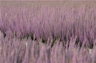 Calluna vulgaris Gardengirls® 'Hilda' - Winterharte Knospenheide Gardengirls® 'Hilda' Calluna vulgaris Gardengirls® 'Hilda' - Winterharte Knospenheide Gardengirls® 'Hilda'