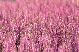 Calluna vulgaris Gardengirls® 'Hilda' - Winterharte Knospenheide Gardengirls® 'Hilda' Calluna vulgaris Gardengirls® 'Hilda' - Winterharte Knospenheide Gardengirls® 'Hilda'