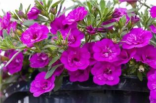 Calibrachoa 'MiniFamous'™ Double - Zauberglöckchen 'MiniFamous'™ Double