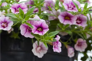 Calibrachoa 'MiniFamous'™ Double - Zauberglöckchen 'MiniFamous'™ Double
