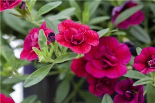 Calibrachoa 'MiniFamous'™ Double - Zauberglöckchen 'MiniFamous'™ Double