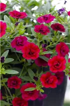 Calibrachoa 'MiniFamous'™ Double - Zauberglöckchen 'MiniFamous'™ Double
