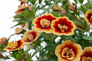 Calibrachoa 'MiniFamous'™ Double - Zauberglöckchen 'MiniFamous'™ Double