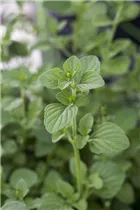 Calamintha nepeta - Kleinblütige Bergminze Calamintha nepeta - Kleinblütige Bergminze