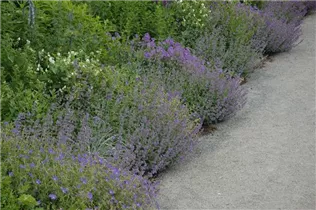 Calamintha nepeta - Kleinblütige Bergminze Calamintha nepeta - Kleinblütige Bergminze