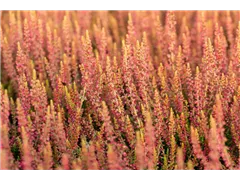 Calluna vulgaris Gardengirls® 'Katja' - Winterharte Knospenheide Gardengirls® 'Katja' Calluna vulgaris Gardengirls® 'Katja' - Winterharte Knospenheide Gardengirls® 'Katja'
