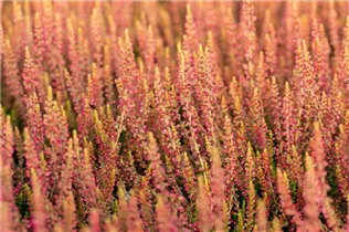 Calluna vulgaris Gardengirls® 'Katja' - Winterharte Knospenheide Gardengirls® 'Katja' Calluna vulgaris Gardengirls® 'Katja' - Winterharte Knospenheide Gardengirls® 'Katja'