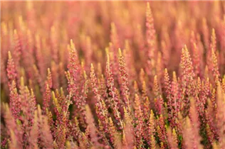 Calluna vulgaris Gardengirls® 'Katja' - Winterharte Knospenheide Gardengirls® 'Katja' Calluna vulgaris Gardengirls® 'Katja' - Winterharte Knospenheide Gardengirls® 'Katja'