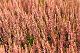 Calluna vulgaris Gardengirls® 'Katja' - Winterharte Knospenheide Gardengirls® 'Katja' Calluna vulgaris Gardengirls® 'Katja' - Winterharte Knospenheide Gardengirls® 'Katja'