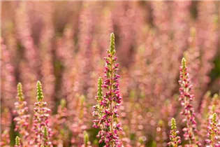 Calluna vulgaris Gardengirls® 'Katja' - Winterharte Knospenheide Gardengirls® 'Katja' Calluna vulgaris Gardengirls® 'Katja' - Winterharte Knospenheide Gardengirls® 'Katja'