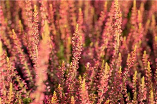 Calluna vulgaris Gardengirls® 'Katja' - Winterharte Knospenheide Gardengirls® 'Katja' Calluna vulgaris Gardengirls® 'Katja' - Winterharte Knospenheide Gardengirls® 'Katja'