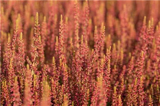 Calluna vulgaris Gardengirls® 'Katja' - Winterharte Knospenheide Gardengirls® 'Katja' Calluna vulgaris Gardengirls® 'Katja' - Winterharte Knospenheide Gardengirls® 'Katja'