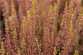 Calluna vulgaris Gardengirls® 'Katja' - Winterharte Knospenheide Gardengirls® 'Katja' Calluna vulgaris Gardengirls® 'Katja' - Winterharte Knospenheide Gardengirls® 'Katja'