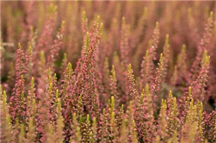 Calluna vulgaris Gardengirls® 'Katja' - Winterharte Knospenheide Gardengirls® 'Katja' Calluna vulgaris Gardengirls® 'Katja' - Winterharte Knospenheide Gardengirls® 'Katja'
