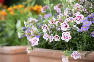 Calibrachoa 'PinkTastic' - Zauberglöckchen 'PinkTastic'