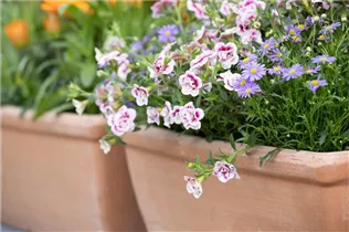 Calibrachoa 'PinkTastic' - Zauberglöckchen 'PinkTastic'